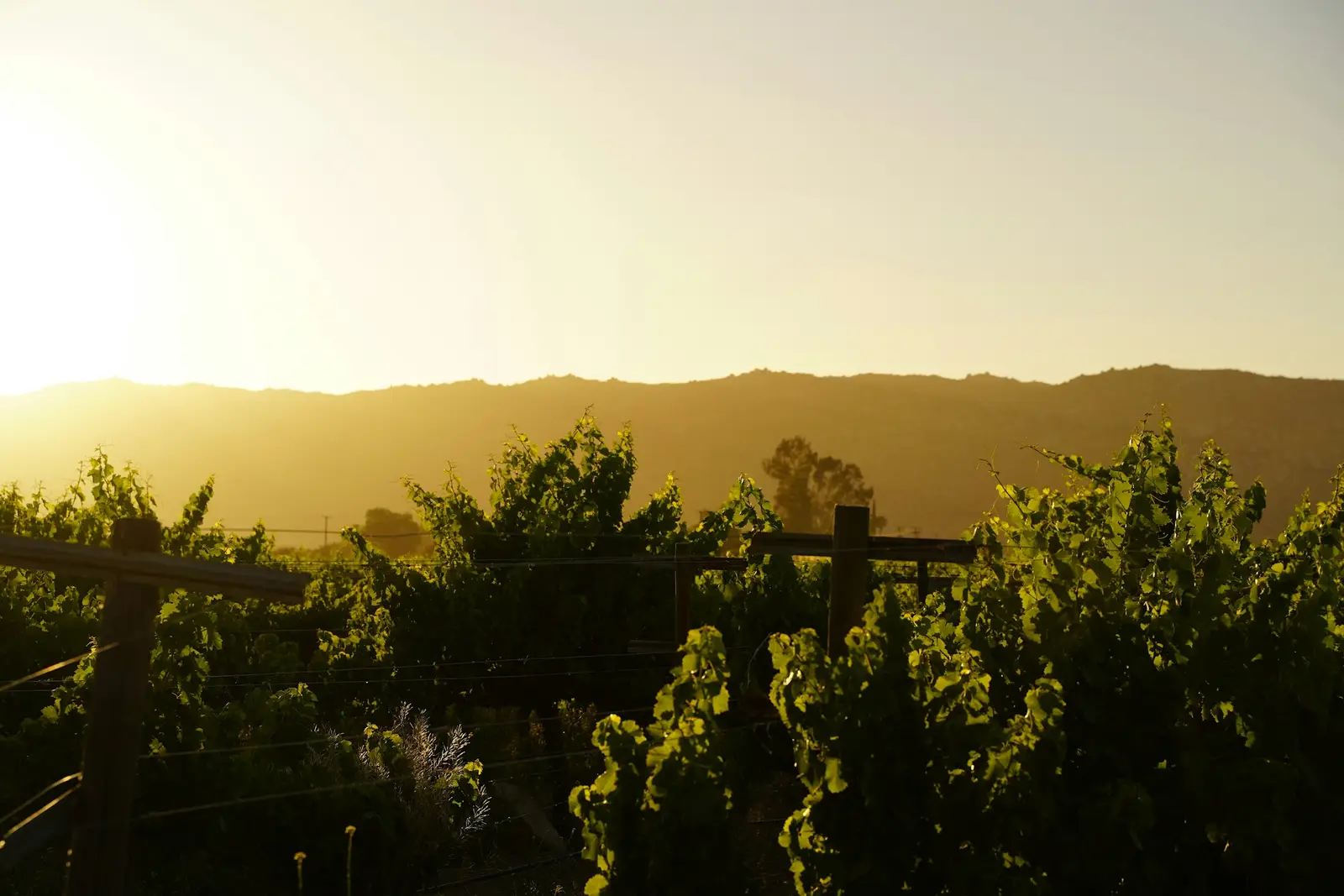 Valle de Guadalupe