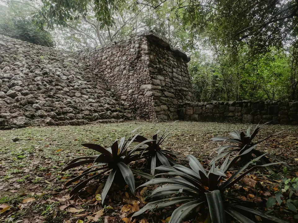 Ancient stone ruins surrounded by dense forest with dark leafy plants in the foreground — Cancún