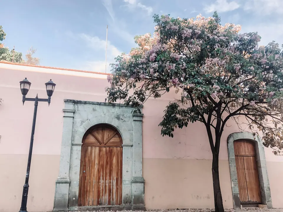 a tree in front of a pink building — Oaxaca