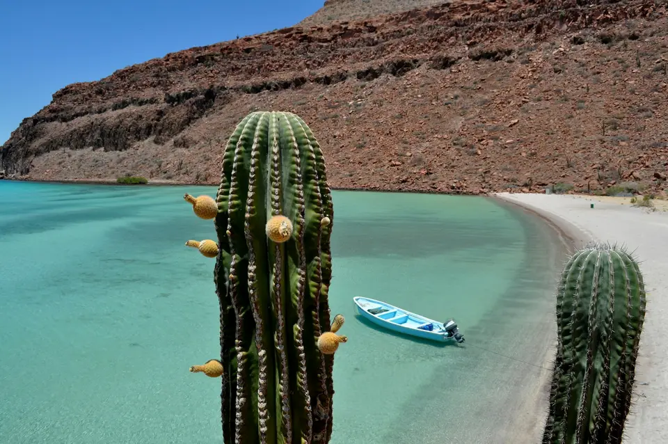 green cactus near body of water during daytime — Todos Santos