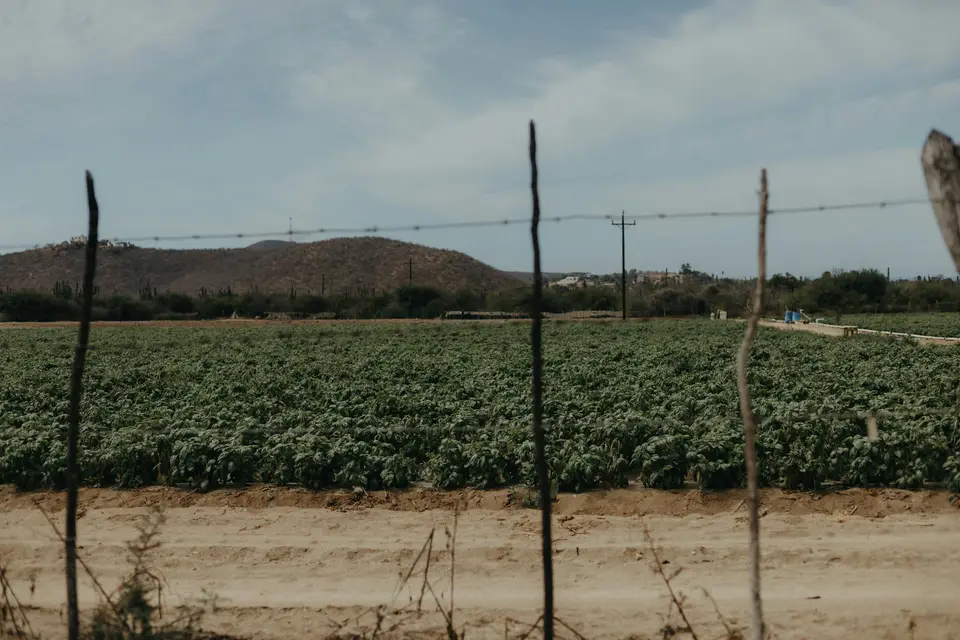 a large field of green plants behind a barbed wire fence — Valle de Guadalupe